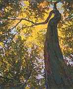 * Ancient Birch (small), 23 x 19 inches, oil on canvas, 1992