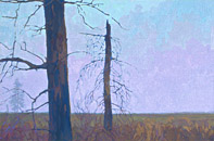  Silent Trees, 26 x 39, oil on canvas