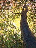* Ancient Tree, 40 x 30 inches, oil on canvas, 1996